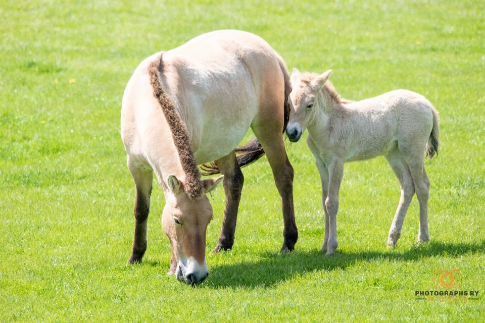 Farm Animals